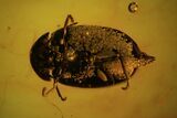 Detailed Fossil Beetle (Coleoptera) In Baltic Amber #81708-2